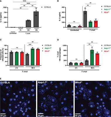 NAIP/NLRC4 inflammasome participates in macrophage responses to Trypanosoma cruzi by a mechanism that relies on cathepsin-dependent caspase-1 cleavage